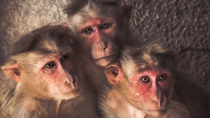 September Vaccine Is a Possibility as 6 Monkeys Test Negative After Heavy Exposure to COVID-19